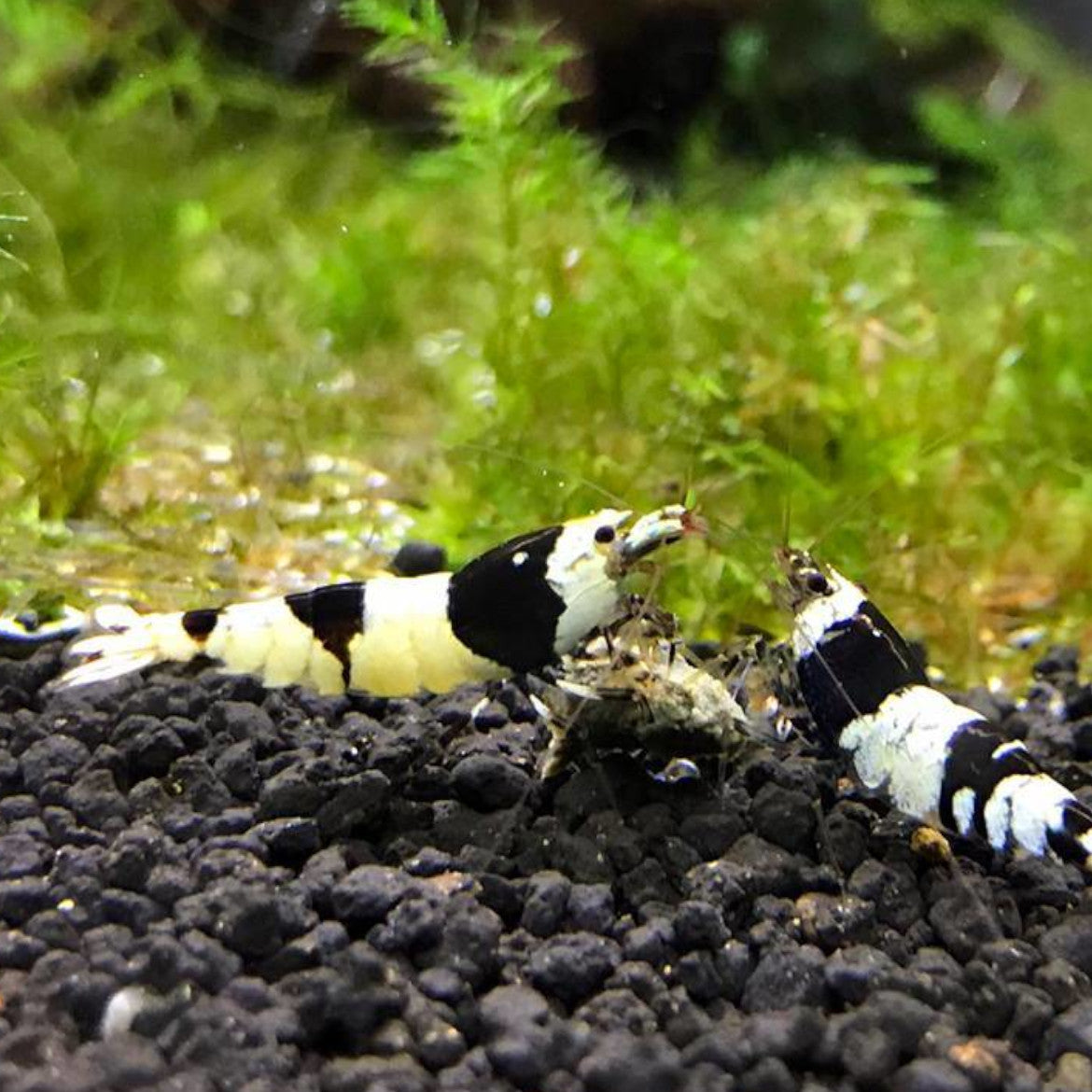 Crystal Black Caridina shrimp in a mature freshwater aquarium