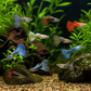Assorted Fancy Guppies (Poecilia reticulata)