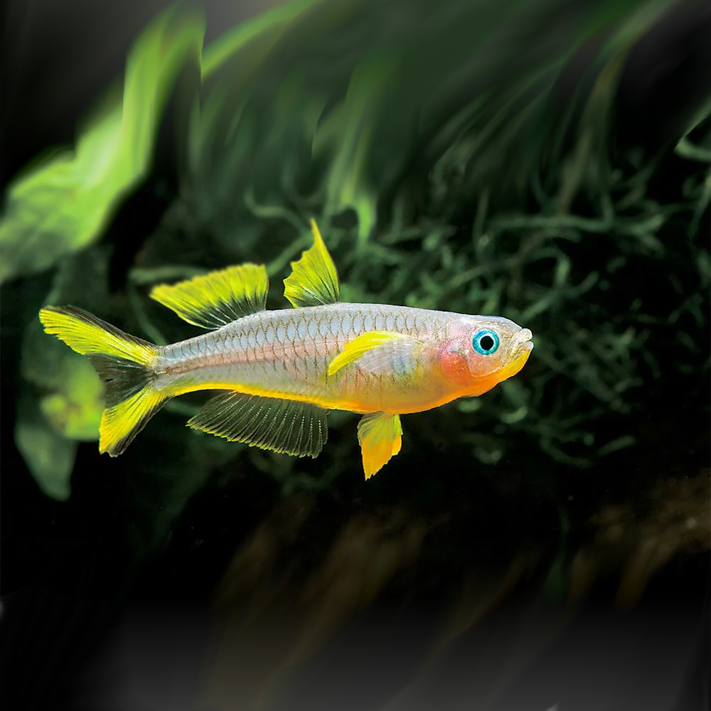 Forktail Rainbowfish "NEW"