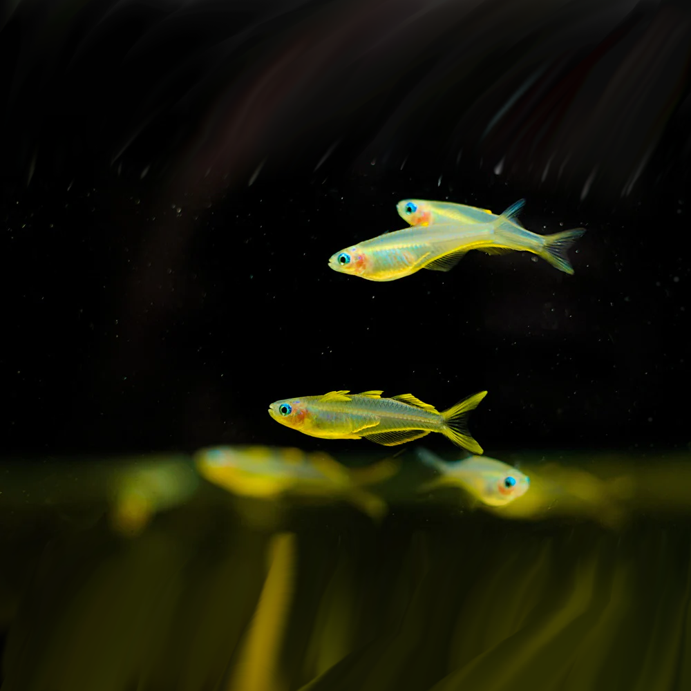 Get Online Forktail Rainbowfish For Sale Shrimp Up Aquatics get-online-forktail-rainbowfish-for-sale-shrimp-up-aquatics