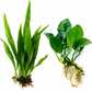 Java Fern and Anubias live aquarium plants with exposed roots