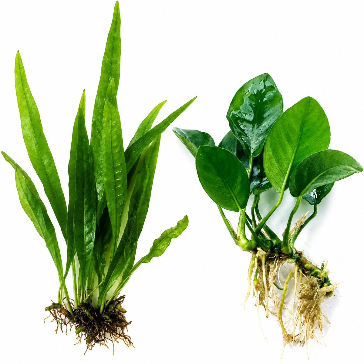 Java Fern and Anubias live aquarium plants with exposed roots