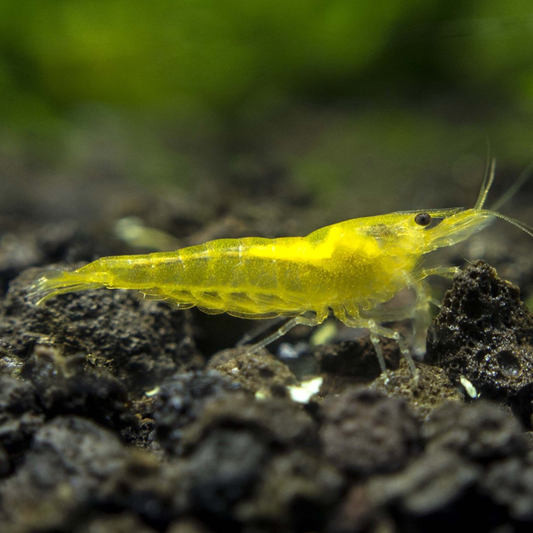 Neon Yellow Shrimp "NEW"