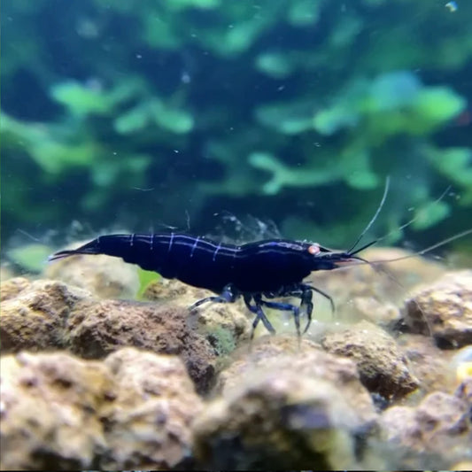 Premium Orange-Eye Royal Blue Tiger Shrimp for Sale