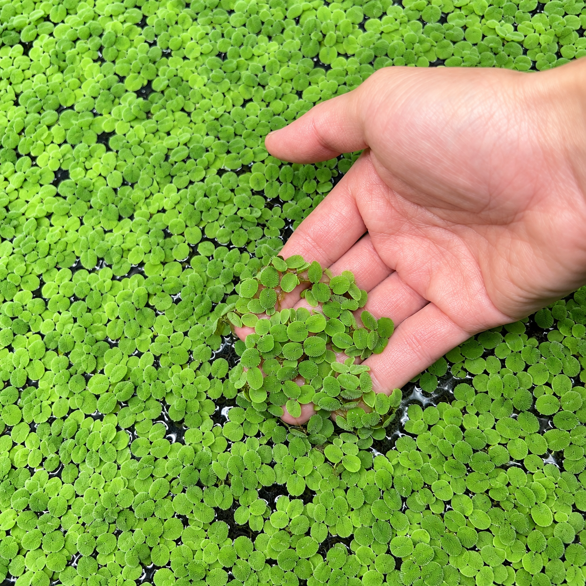 Salvinia Minima floating aquarium plant covering freshwater tank surface with hand for scale