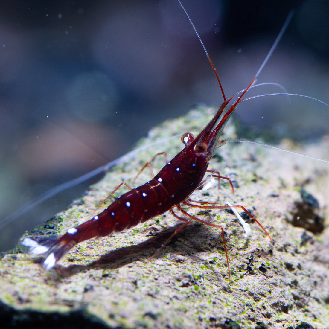 Cardinal Sulawesi Shrimp For Sale Sulawesi Shrimp Water Parameters