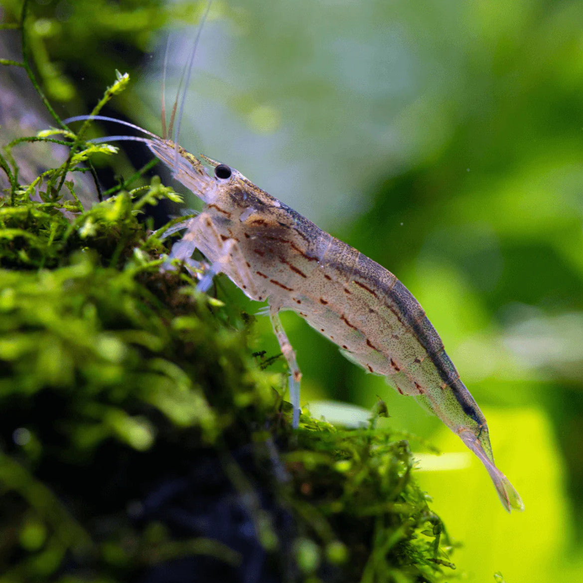 Amano Caridina shrimp grazing on moss in a planted freshwater aquarium