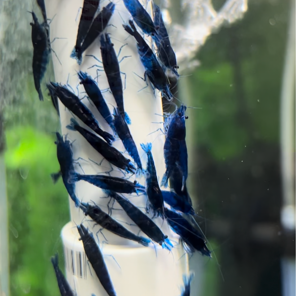Blue Dream Neocaridina shrimp starter colony displaying rich blue color in a mature aquarium