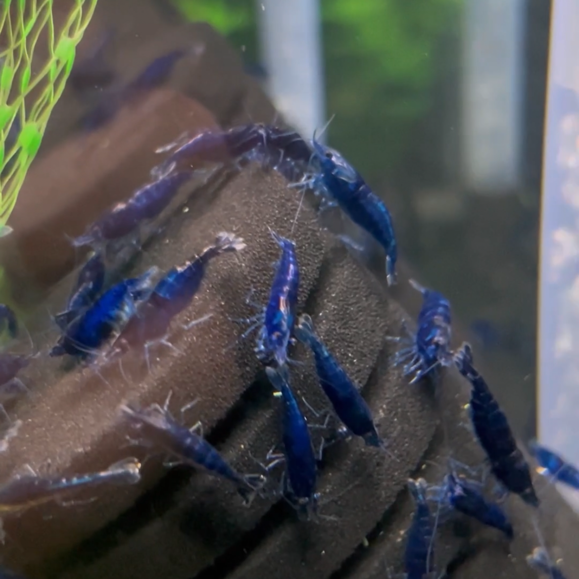 Blue Dream Neocaridina shrimp grazing in a stable freshwater aquarium after proper acclimation