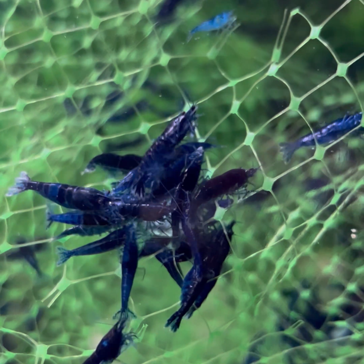 Deep navy Blue Dream Neocaridina shrimp gathered together in a mature planted freshwater tank