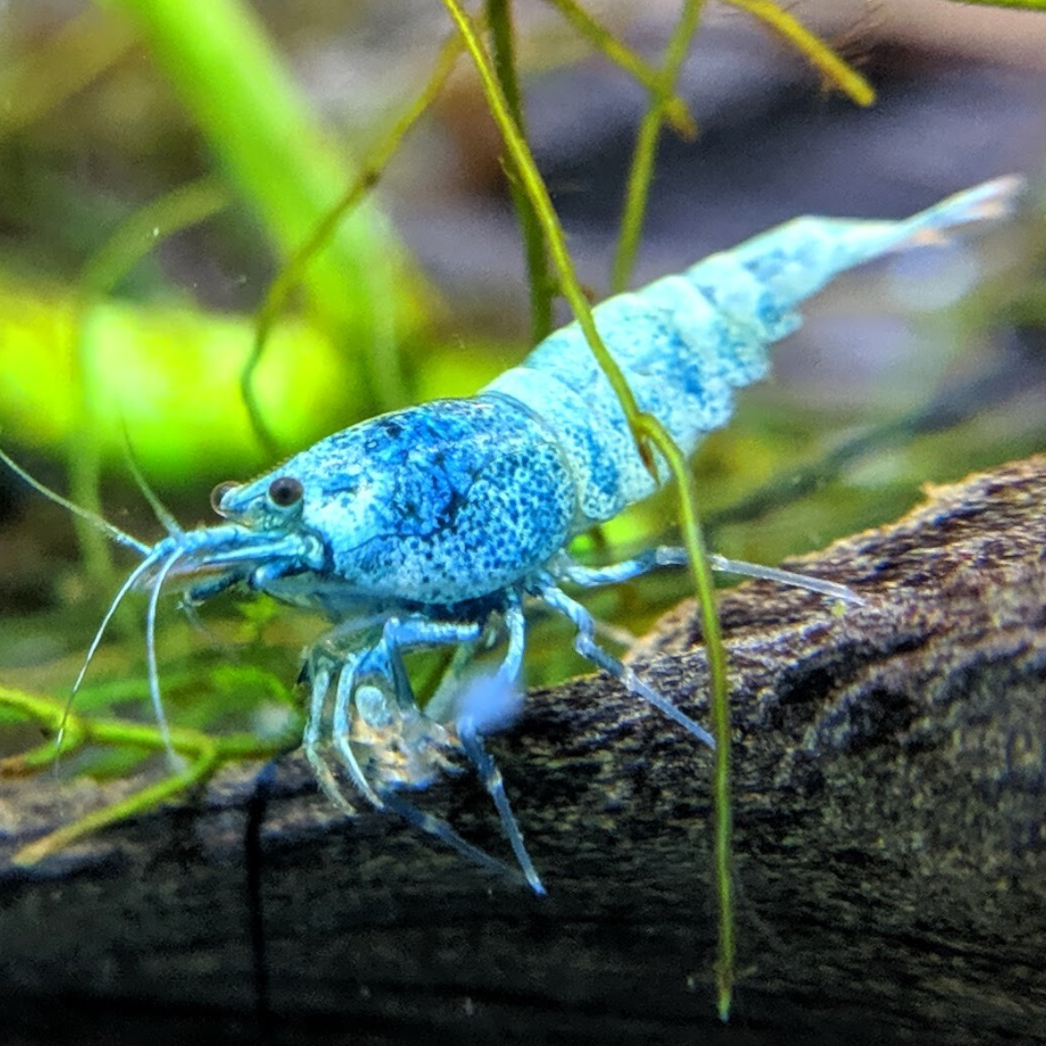 Blue Bolt Caridina shrimp in a freshwater shrimp aquarium