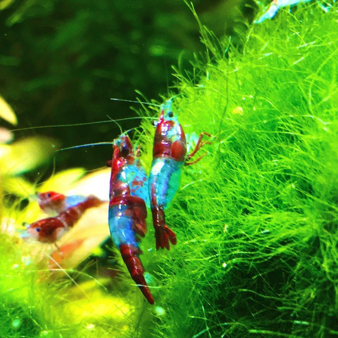 Blue Red Rili Shrimp | Blue Razz Shrimp For Sale | Shrimp Up Aquatics!