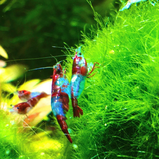 Blue Red Rili Shrimp (Blue Razz Shrimp) "NEW"