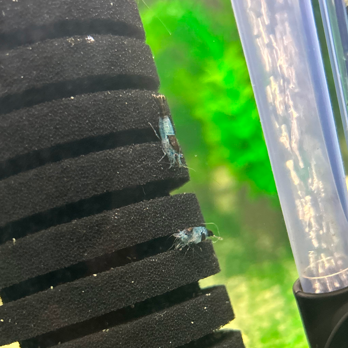 Carbon Rili Neocaridina shrimp showing dark carbon markings and translucent body sections in a freshwater aquarium