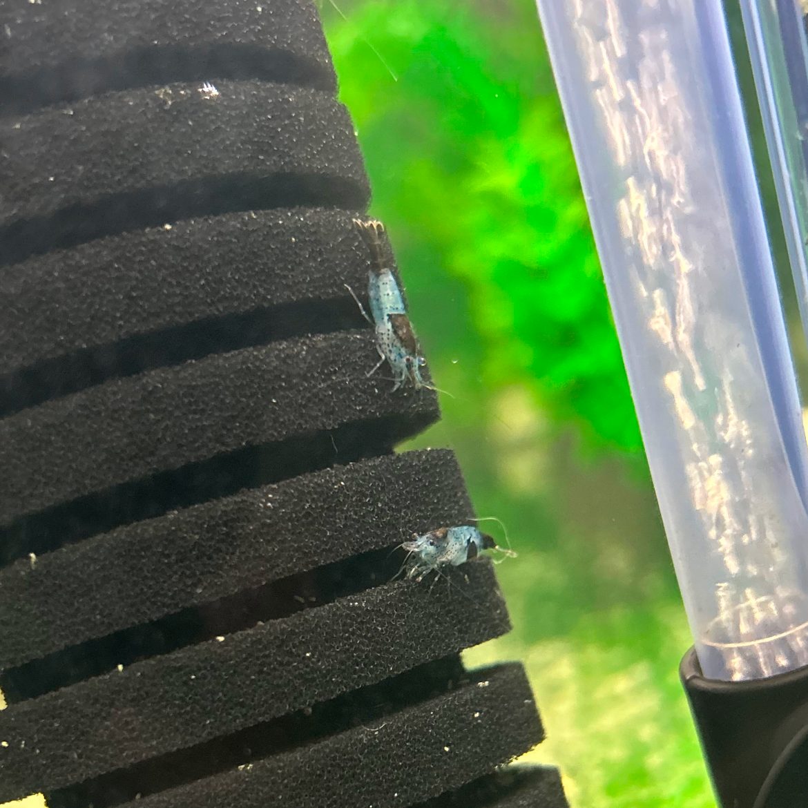 Carbon Rili Shrimp