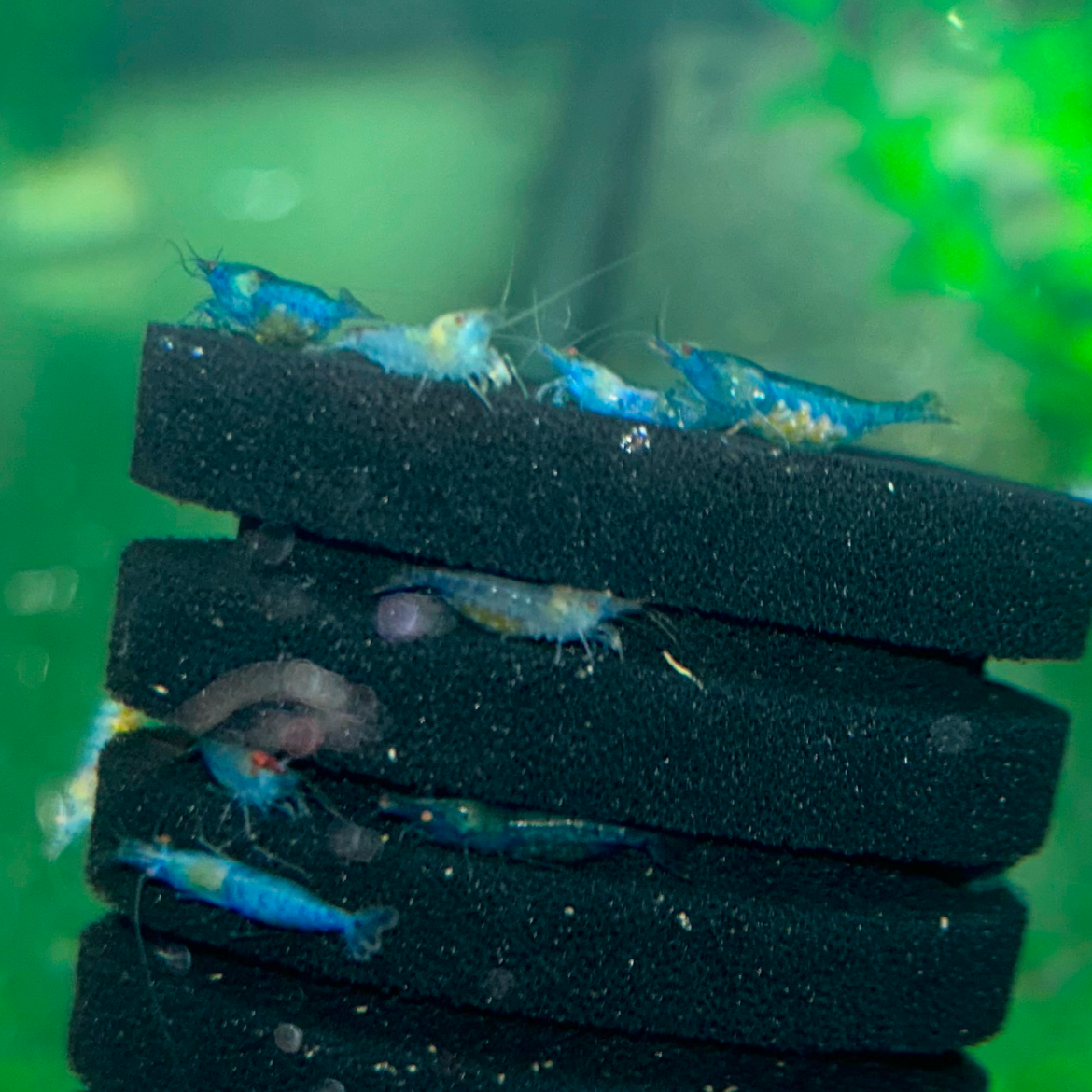Blue Velvet Neocaridina shrimp in a healthy established colony with stable water and mature grazing surfaces