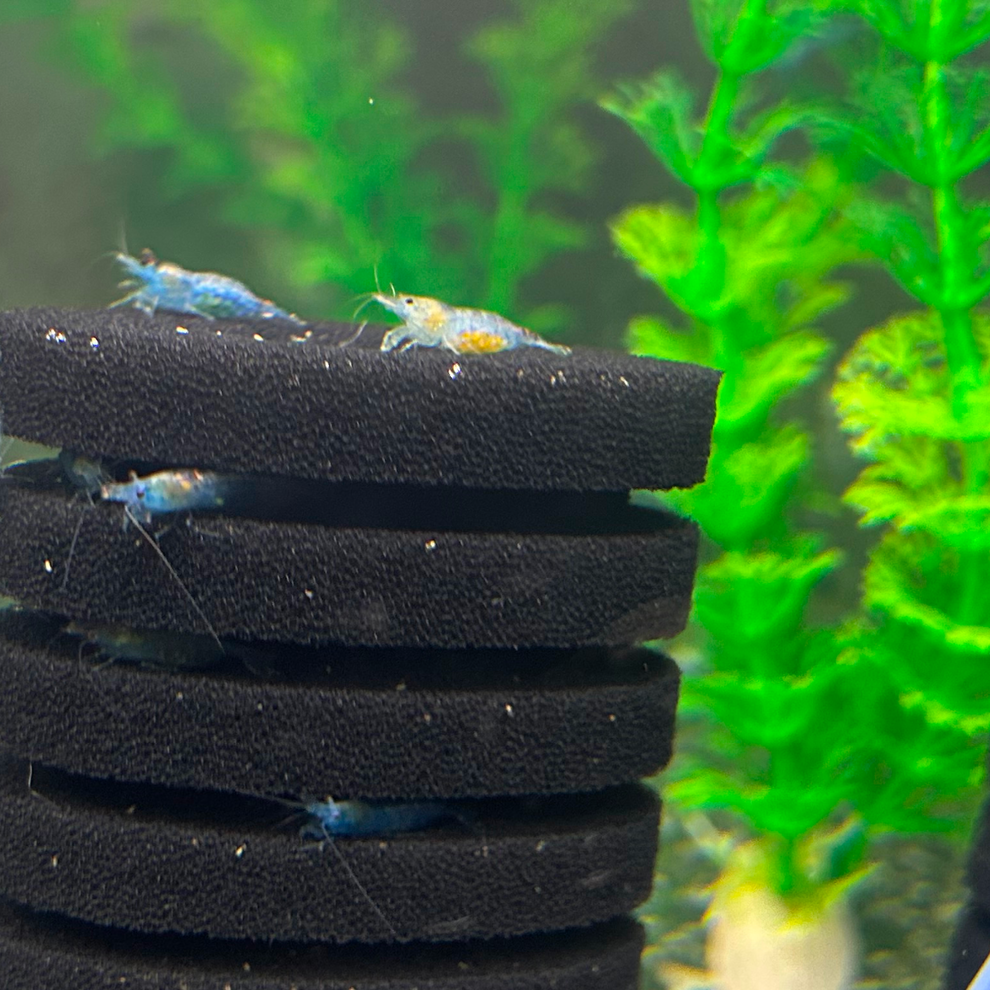 Get Blue Velvet Shrimp for Sale | Neocaridina Davidi | Shrimp Up Aquatics!