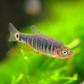 Emerald Dwarf Rasbora (Size L) "NEW"