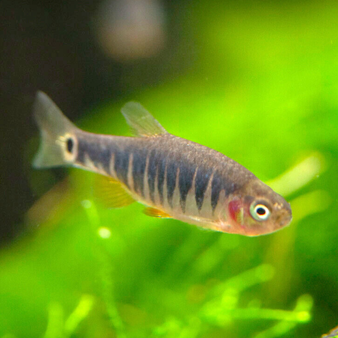 Dwarf Rasboa Get Online Emerald Dwarf Rasbora for Sale | Shrimp Up Aquatics!