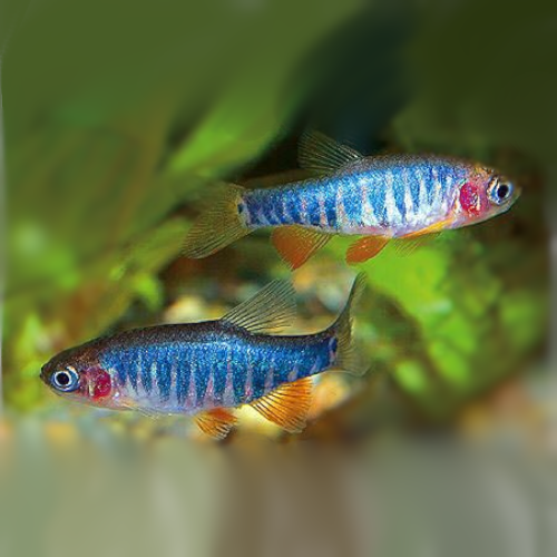 Dwarf Rasboa Get Online Emerald Dwarf Rasbora for Sale | Shrimp Up Aquatics!