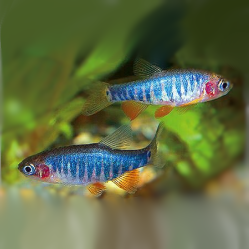 Emerald Dwarf Rasbora (Size L) "NEW"