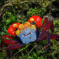 Rainbow Vampire Crab (Geosesarma rouxi "Red Legged")