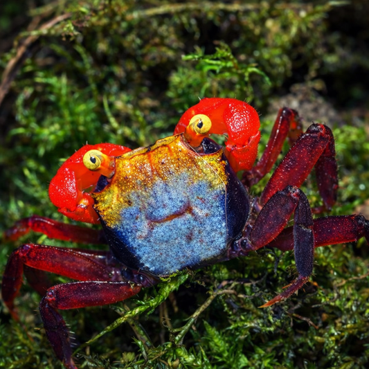 Rainbow Vampire Crab (Geosesarma rouxi "Red Legged")