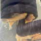 L144a Blue Eye Lemon Bristlenose Pleco (2 Inches) "NEW"