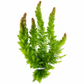 Myriophyllum aquaticum hornwart live aquarium plant bunch with dense feathery green stems