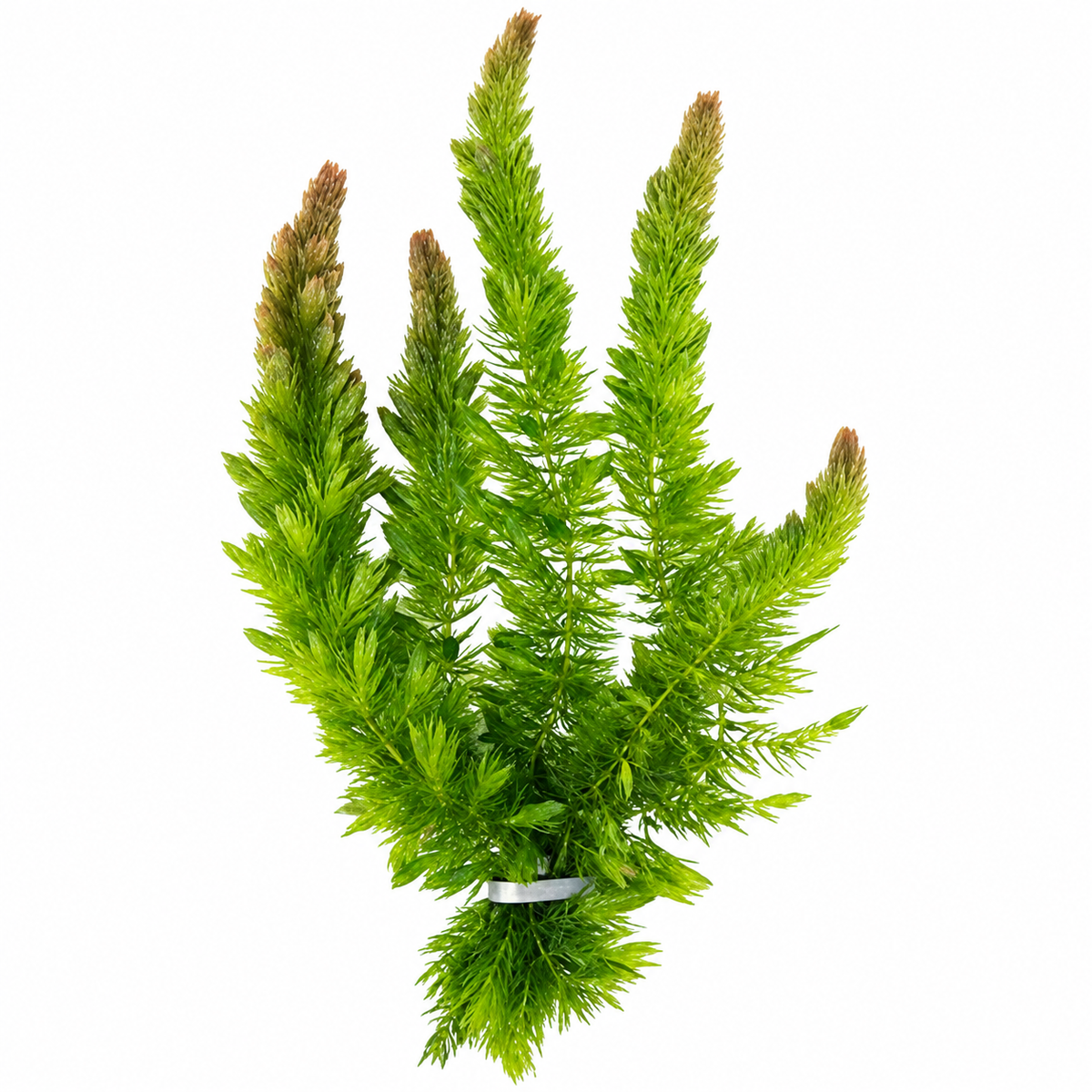 Myriophyllum aquaticum hornwart live aquarium plant bunch with dense feathery green stems