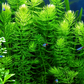 Hornwort live aquarium plant growing densely underwater in a freshwater planted tank