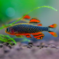 Galaxy Rasbora / Celestial Pearl Danio Size S "NEW"