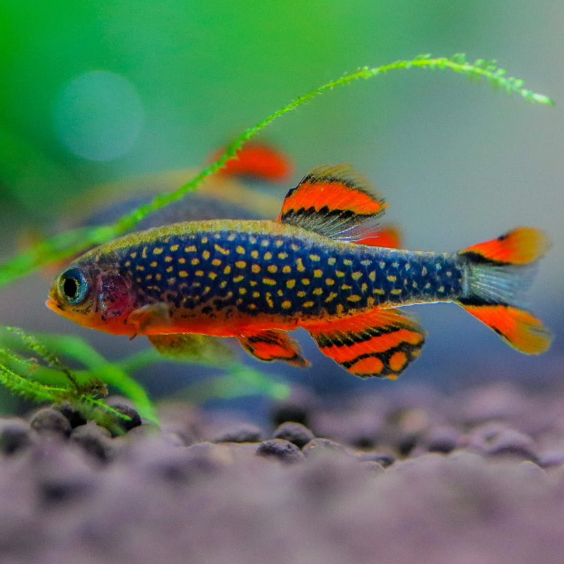 Buy Online Galaxy Rasbora | Celestial Pearl Danio for Sale
