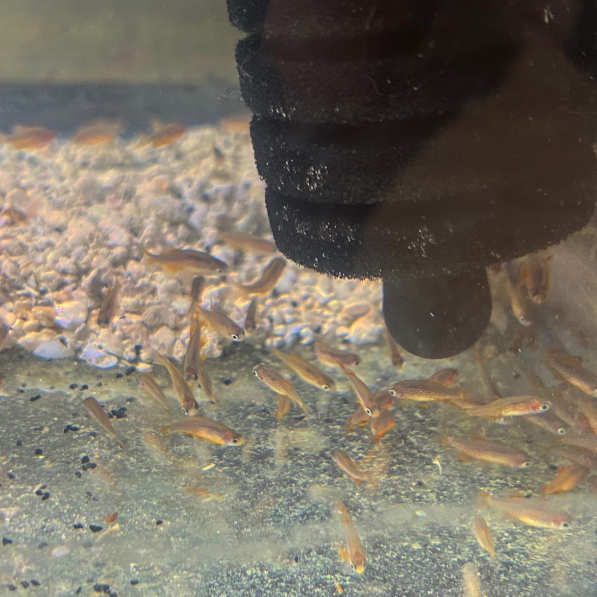 Galaxy Rasbora / Celestial Pearl Danio Size S "NEW"