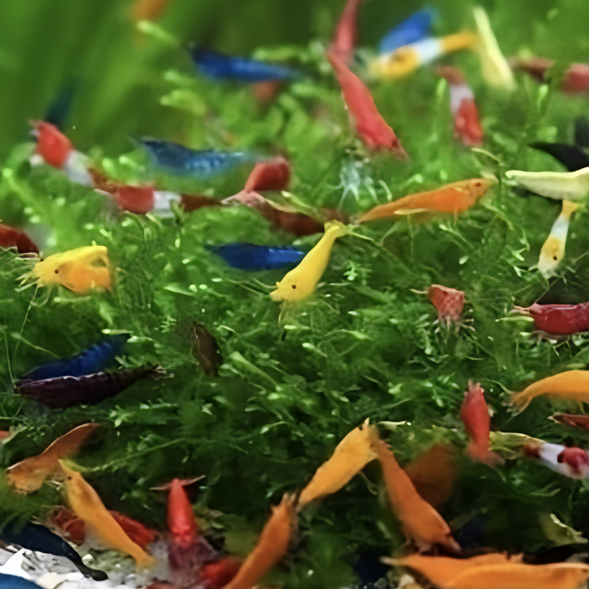 Assorted Skittles Neocaridina shrimp in multiple colors for a rainbow freshwater aquarium