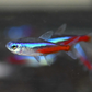 Neon Tetra (Size S) "NEW"