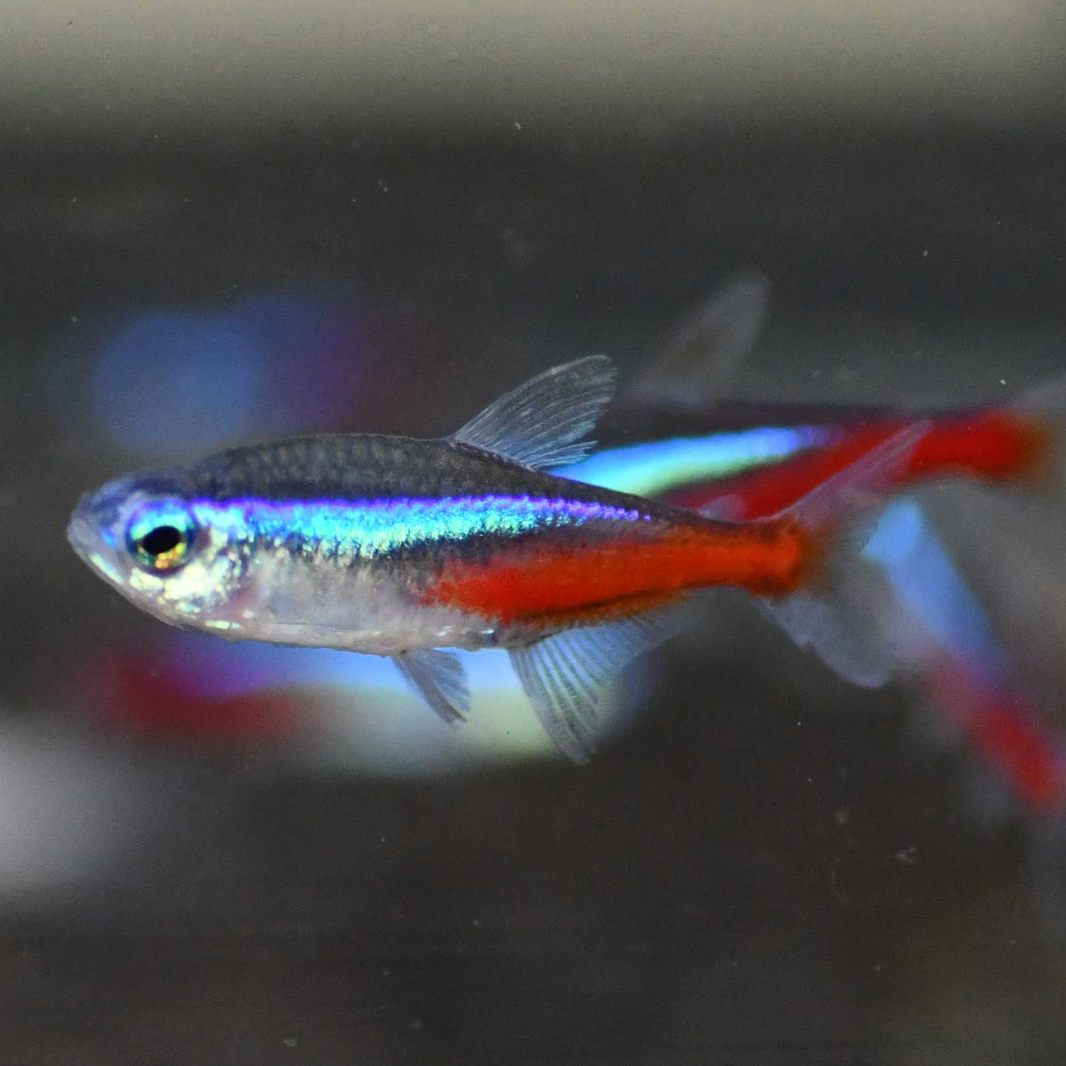 Nio Fish Freshwater Nano Fish for Sale | Shrimp Up Aquatics