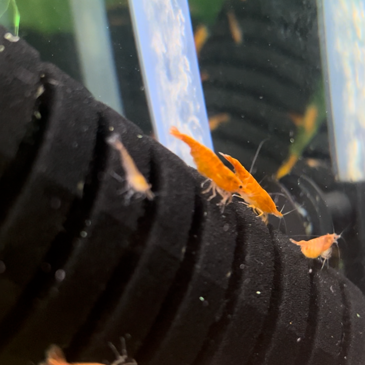 Orange Sunkist Neocaridina shrimp in a planted aquarium free from unsafe medications and sudden chemical changes