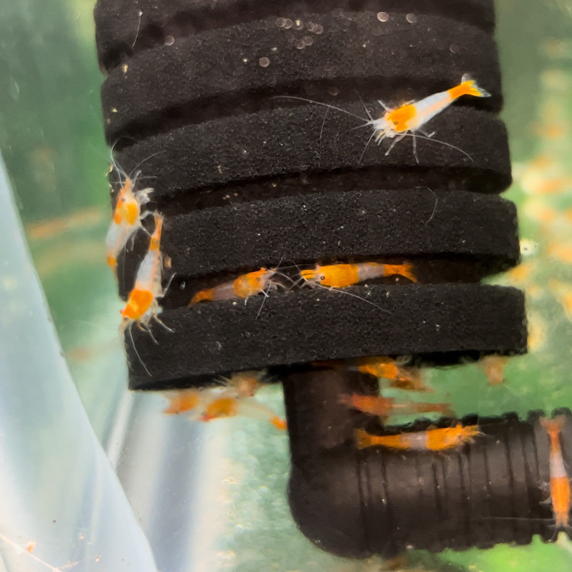 Orange Rili Neocaridina shrimp showing bright orange and transparent patterning compared with Carbon Rili shrimp
