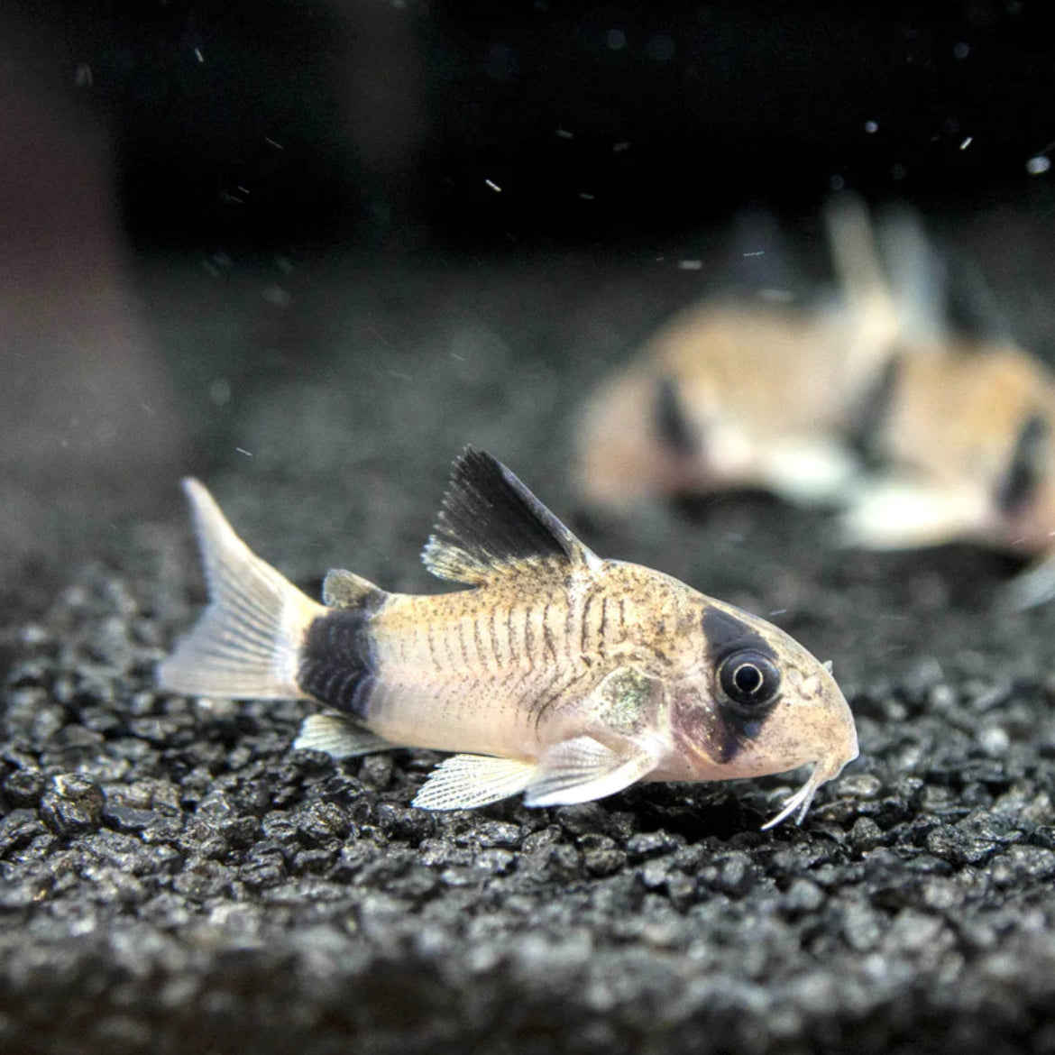 Buy Online Panda Cory | Corydoras Catfish for Sale | Shrimp Up Aquatics!