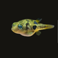 Dwarf Pea Puffer (Carinotetraodon travancoricus), Tank-Bred