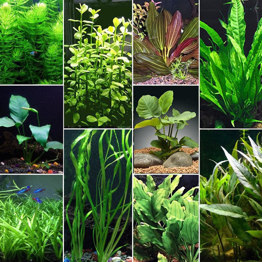 Assorted Aquarium Plants Pack
