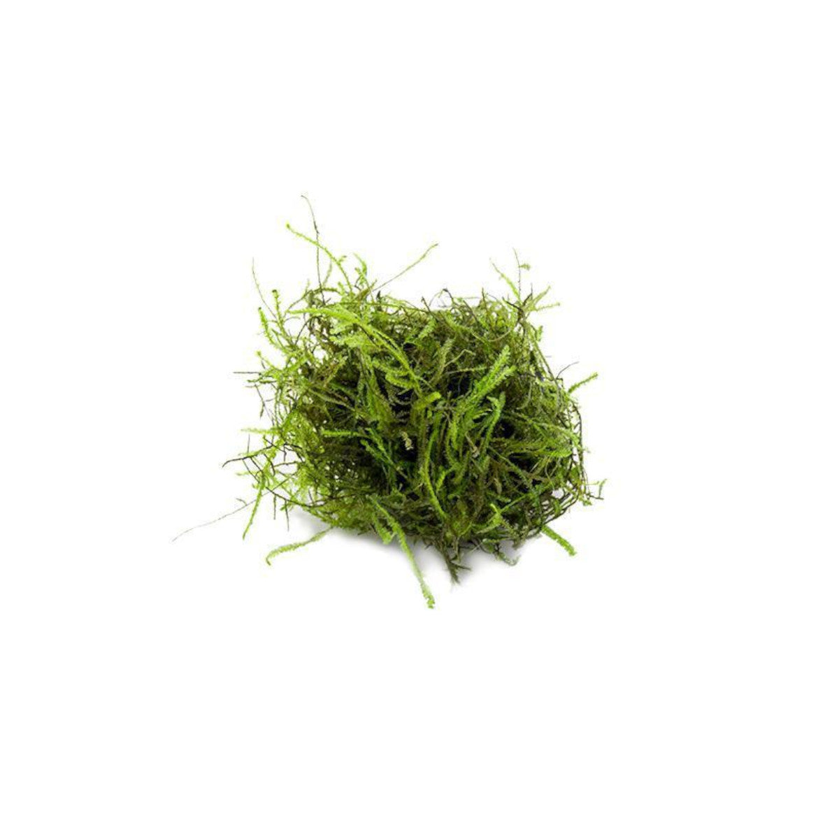 Buy Floating JAVA MOSS Balls for Sale | Shrimp Up Aquatics!