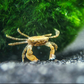 Freshwater Pom Pom Crab (Ptychognathus barbatus)