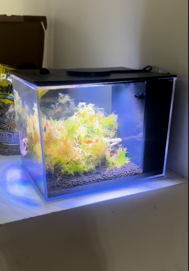 Complete Shrimp Starter Aquarium Kit featuring a 1-gallon acrylic tank, LED light, sponge filter, substrate, live shrimp, cholla wood, Java moss balls, Indian almond leaves, and beneficial bacteria sponge.
