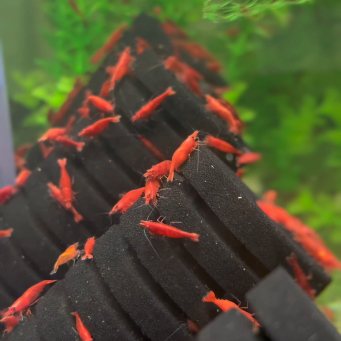 Fire Red Cherry Neocaridina shrimp in a planted freshwater aquarium for beginner shrimp keepers