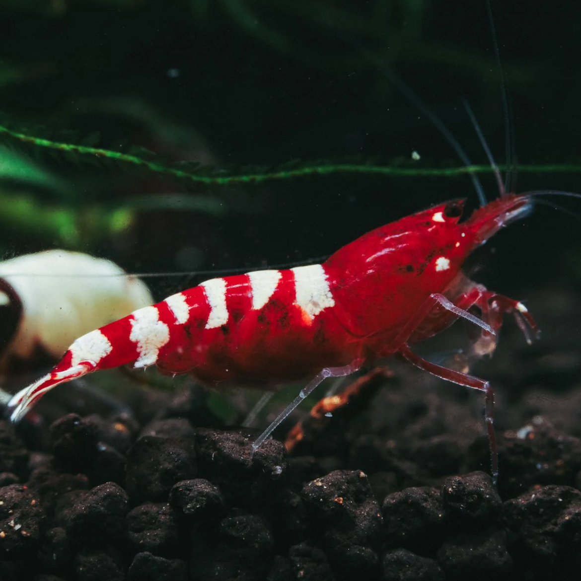 Red Galaxy Pinto Caridina shrimp showing red and white coloration