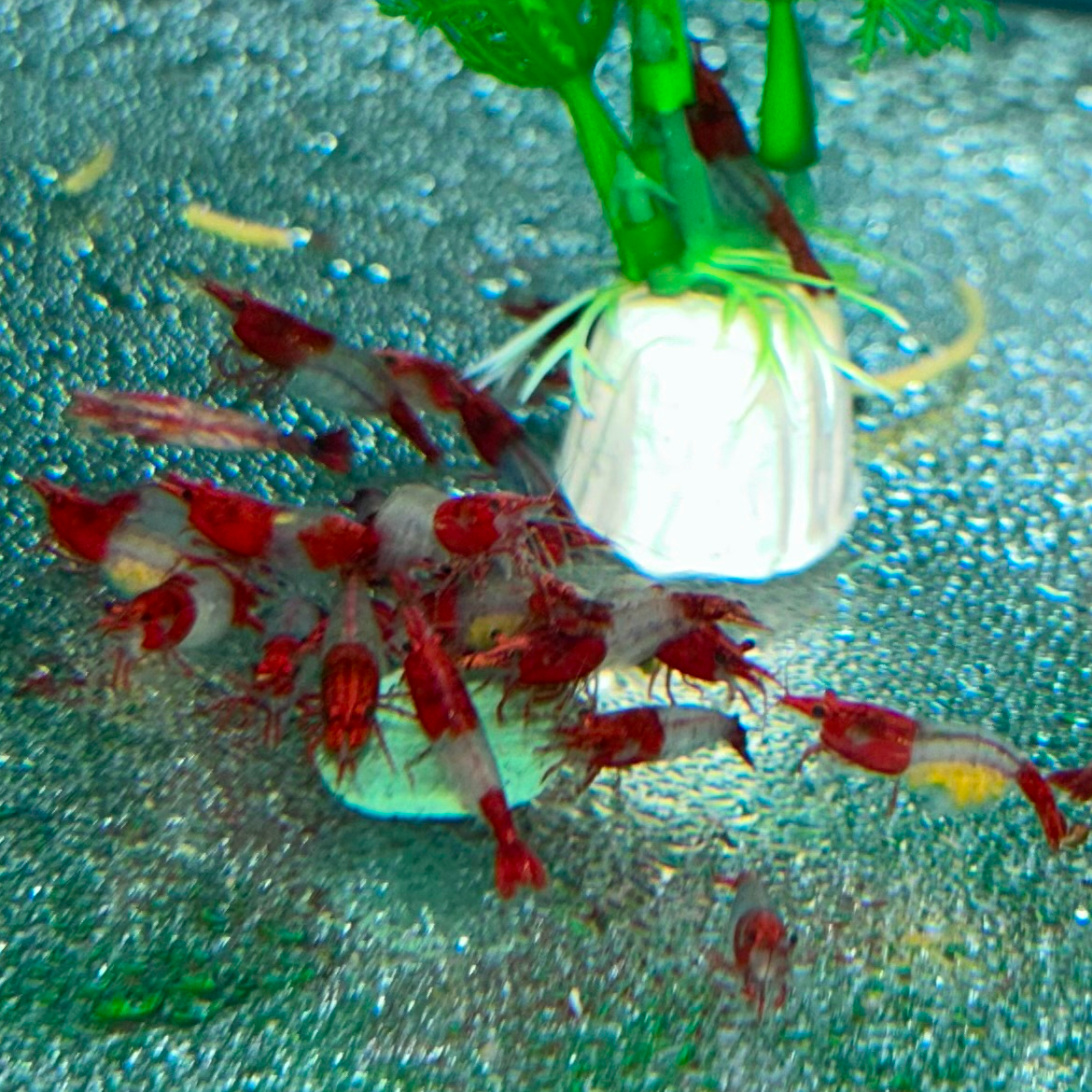 Red Rili Neocaridina shrimp showing red and transparent patterning for comparison with Carbon Rili shrimp