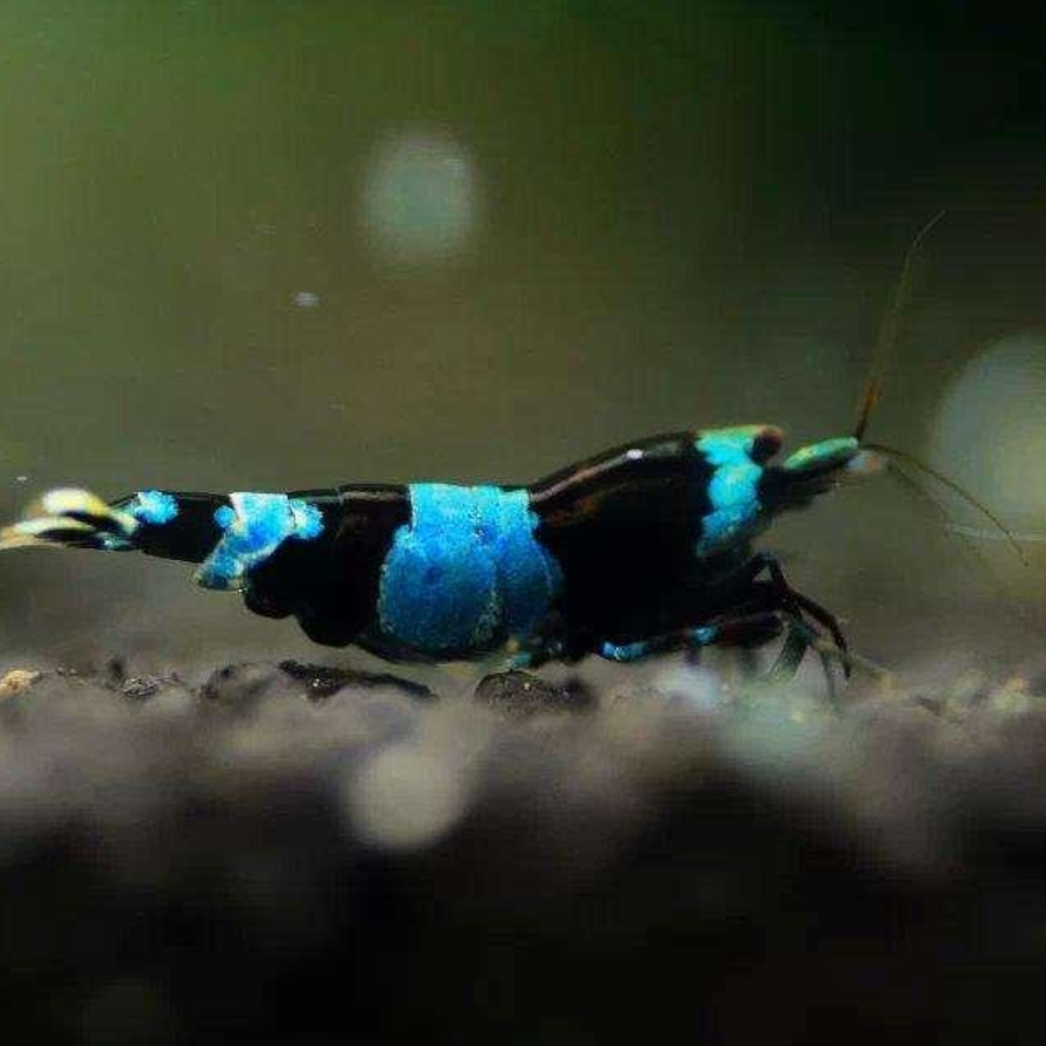 Shadow Panda Caridina shrimp in a freshwater aquarium