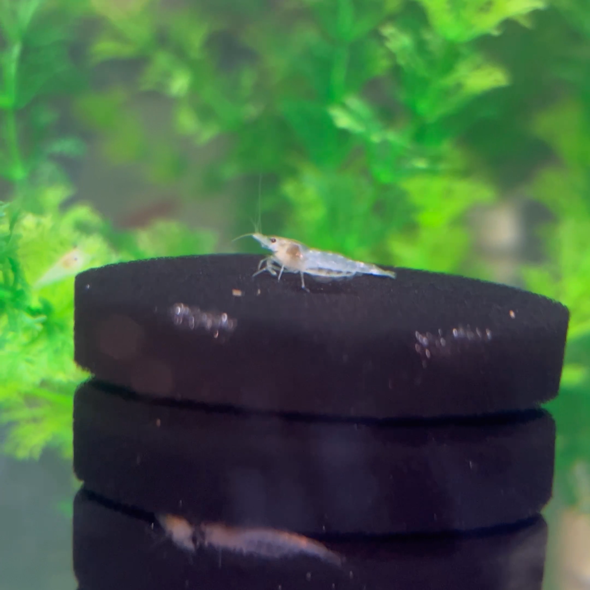 Live Freshwater Shrimps For Sale | Aquarium Shrimp